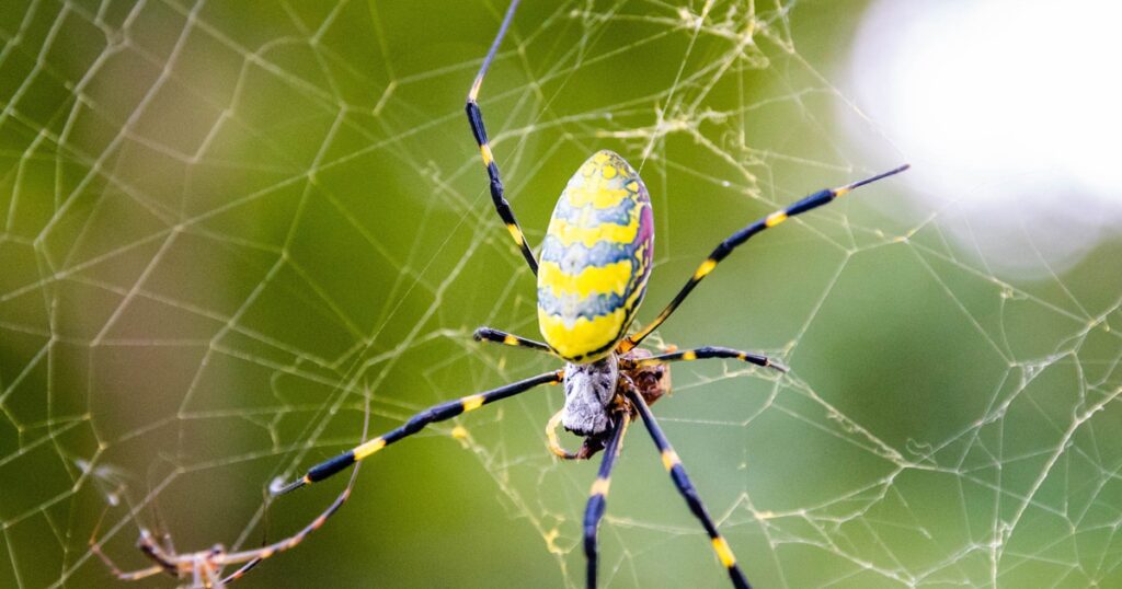 Socially Intelligent Spiders Are Catching Cloud Admins On The Web